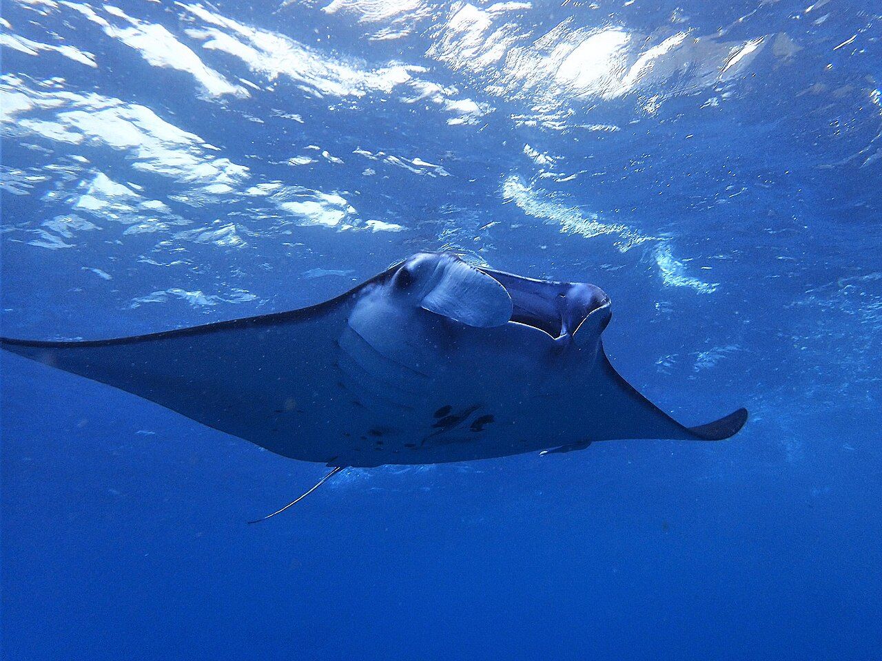 A manta ray swimming near the surface off Nusa Penida